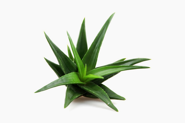 Lisitra . peptide skincare . Aloe Vera 