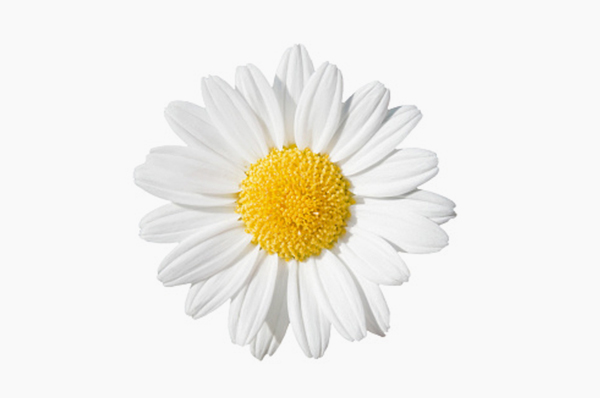 Lisitra . peptide skincare . Daisy Flower 