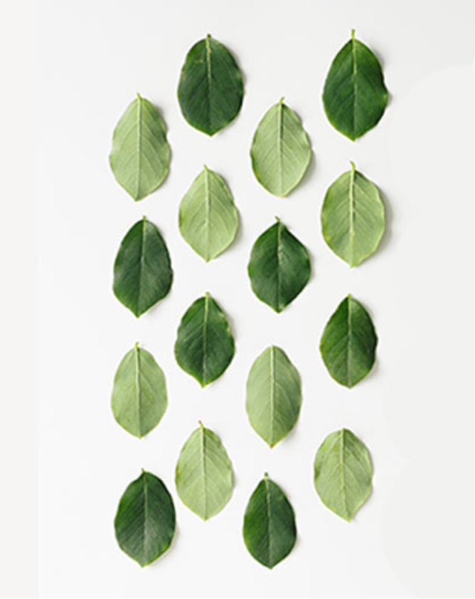 Lisitra . The green anti-aging skincare